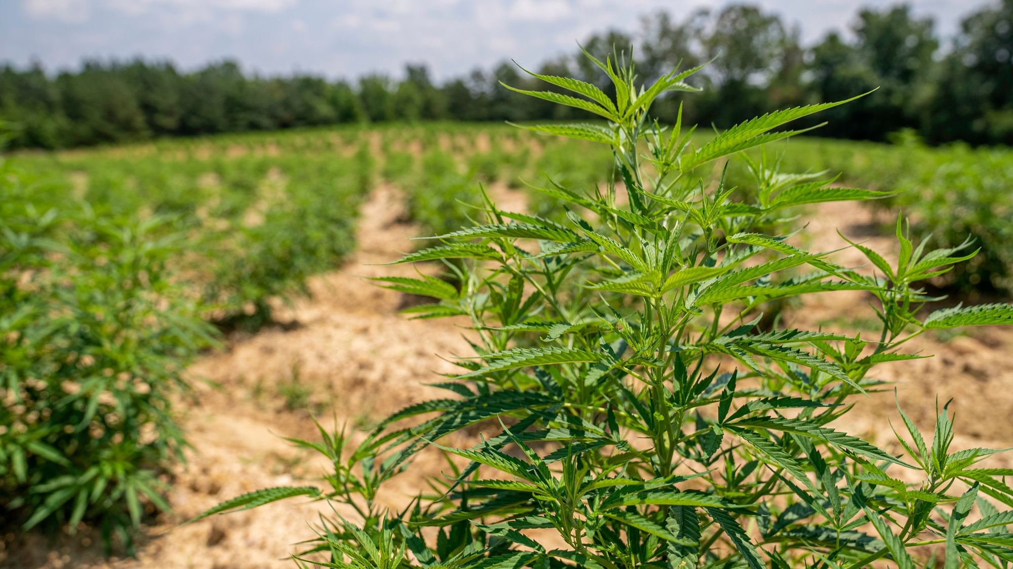 Rows of young cannabis plants growing in a sunny farm field