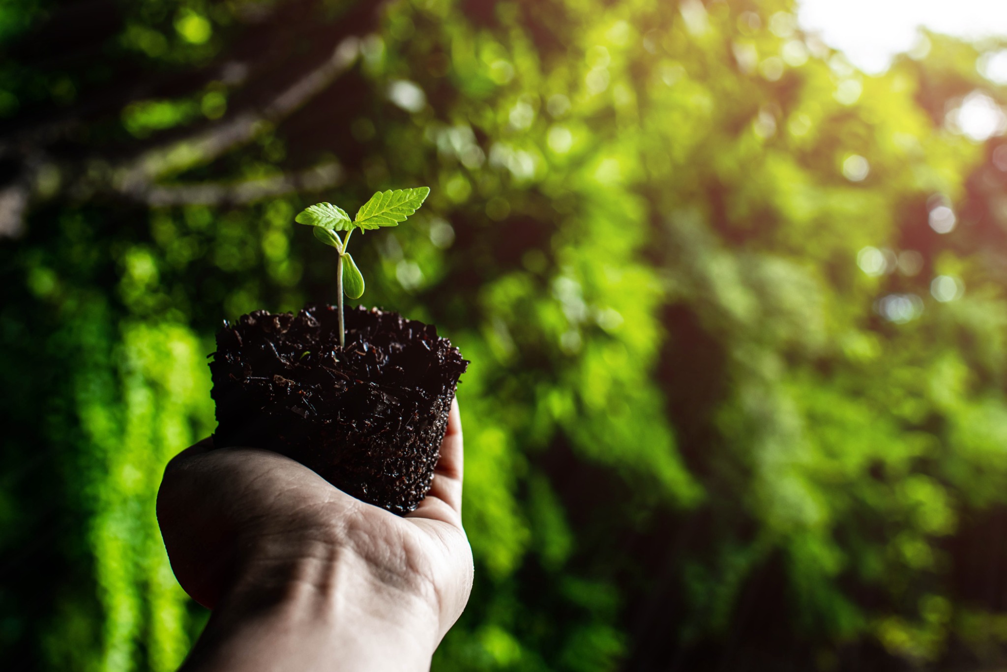 A young seedling growing from soil held in a hand