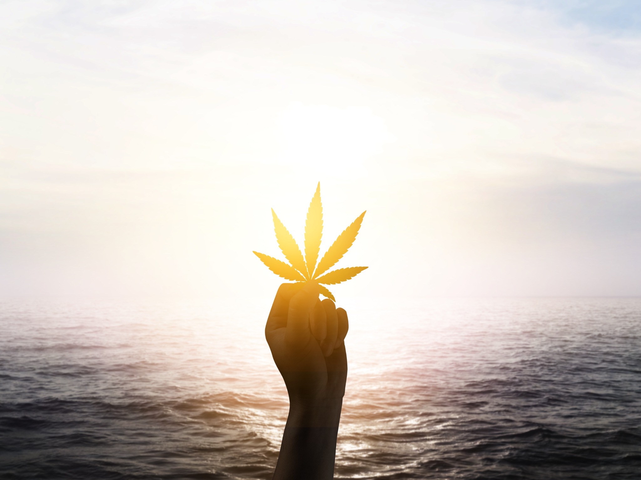 A hand holding a cannabis leaf up to the sunset over the sea